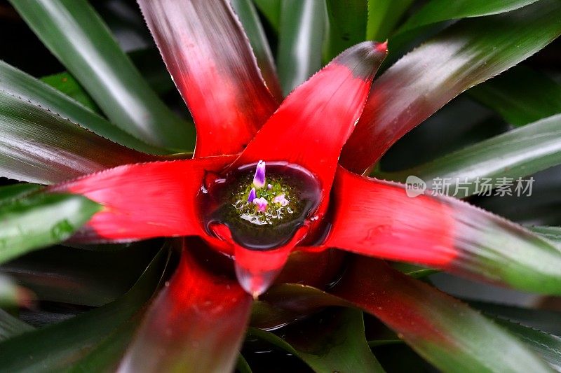 罕见plants-Neoregelia carolinae